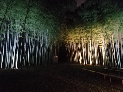 ライトアップされた若竹の杜